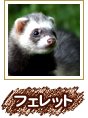 フェレット
