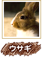 ウサギ